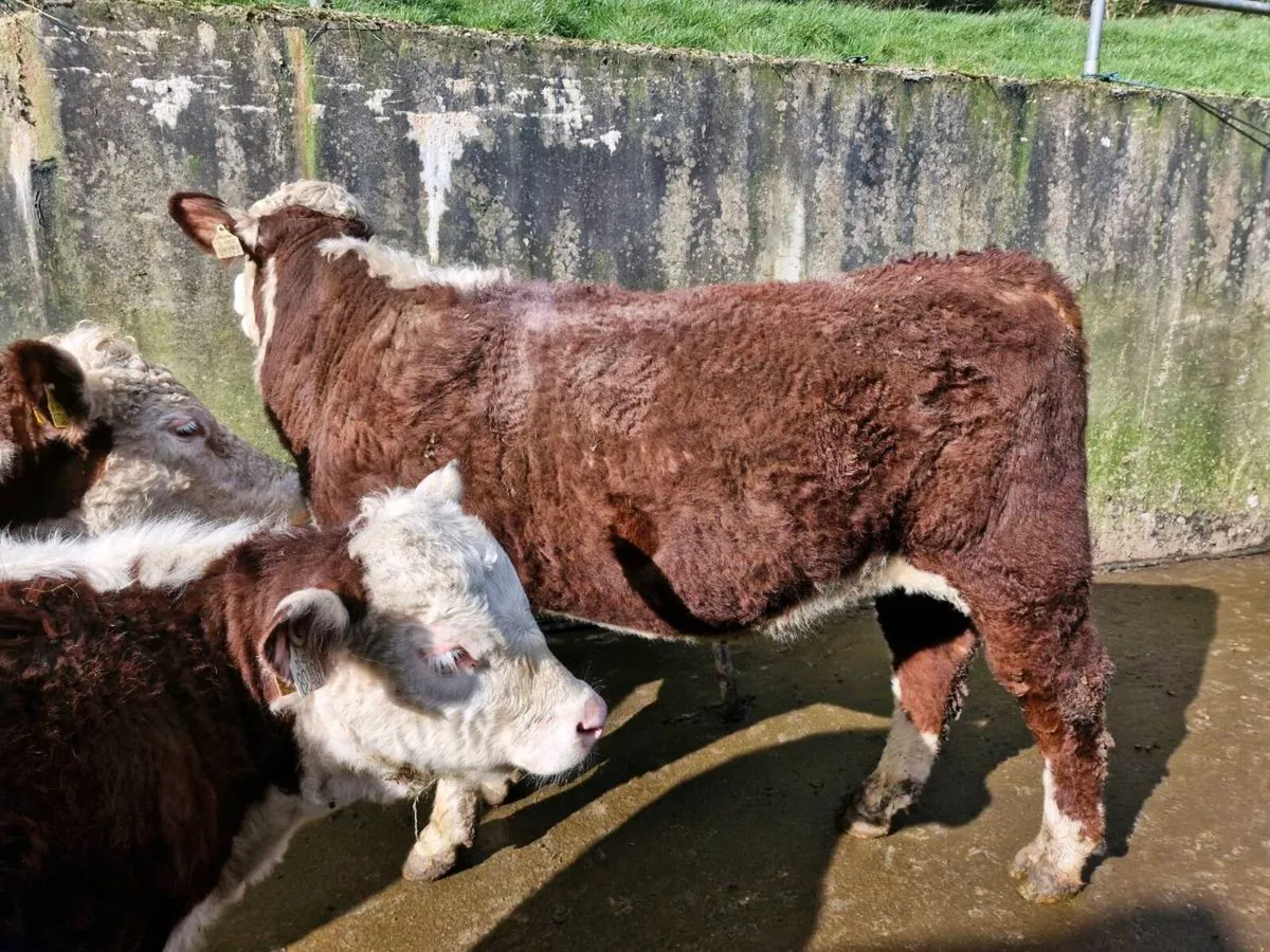 PBR hereford polled bull - Image 1