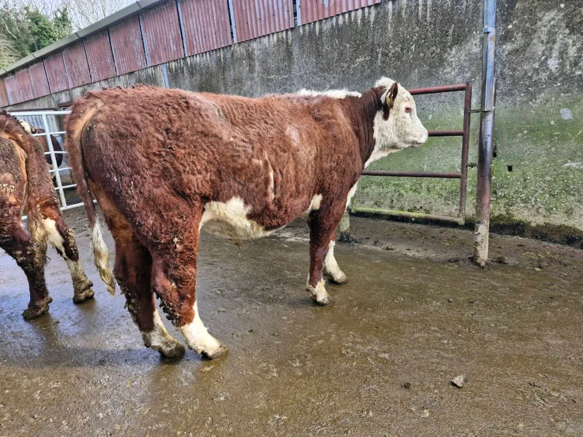PBR hereford polled bull - Image 2