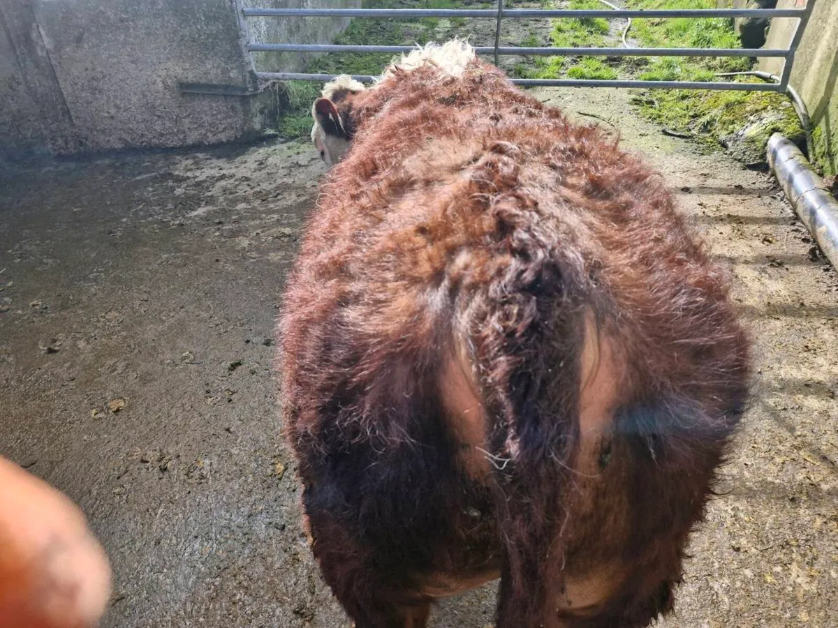 PBR hereford polled bull - Image 3