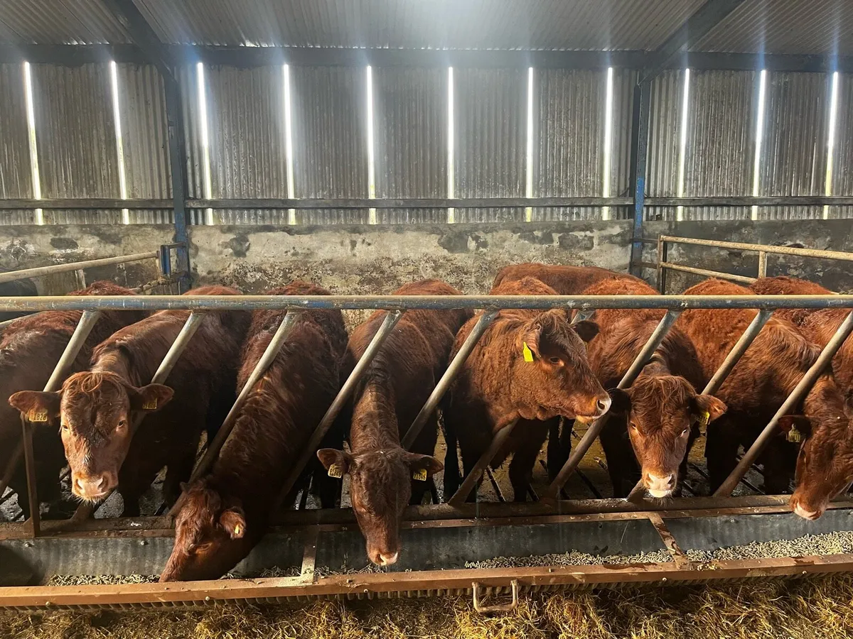 9 saler cross breeding heifers - Image 2