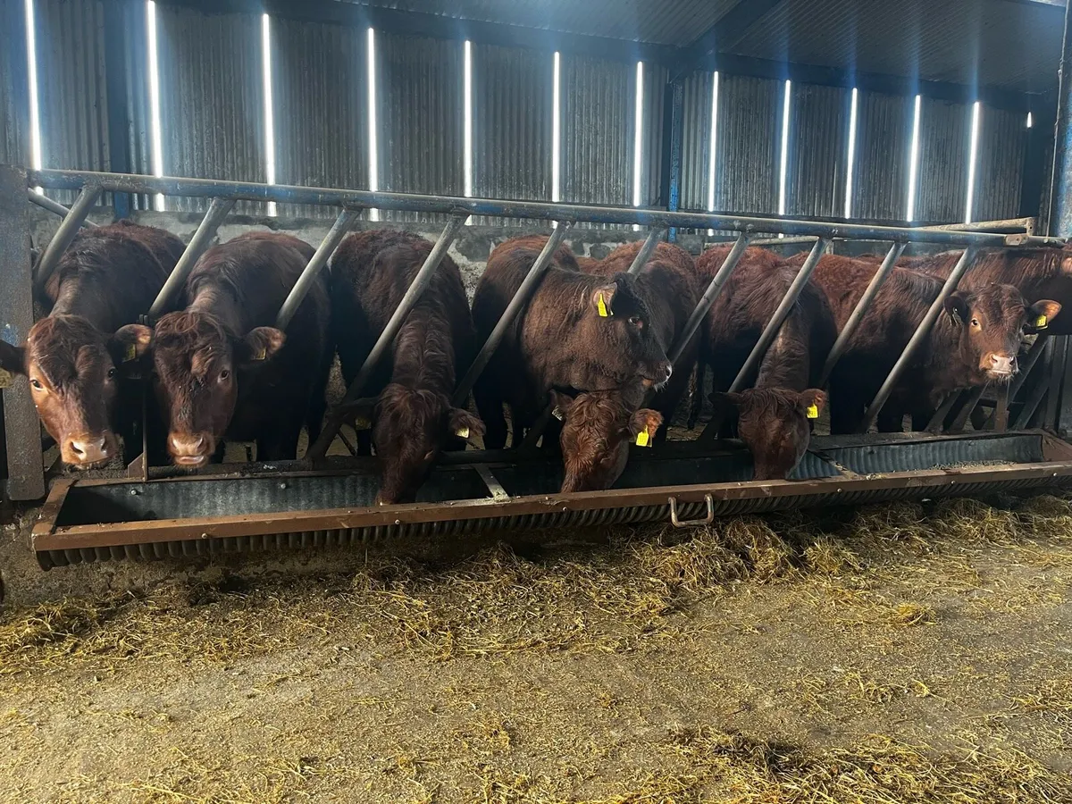 9 saler cross breeding heifers - Image 3