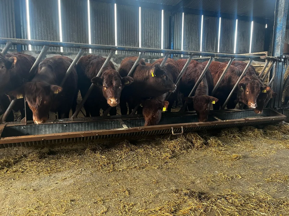 9 saler cross breeding heifers - Image 4