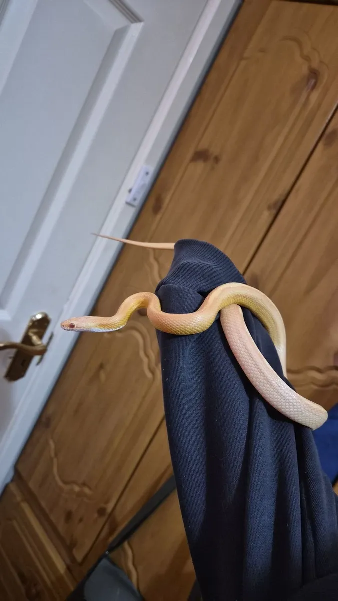Corn snake - Image 1