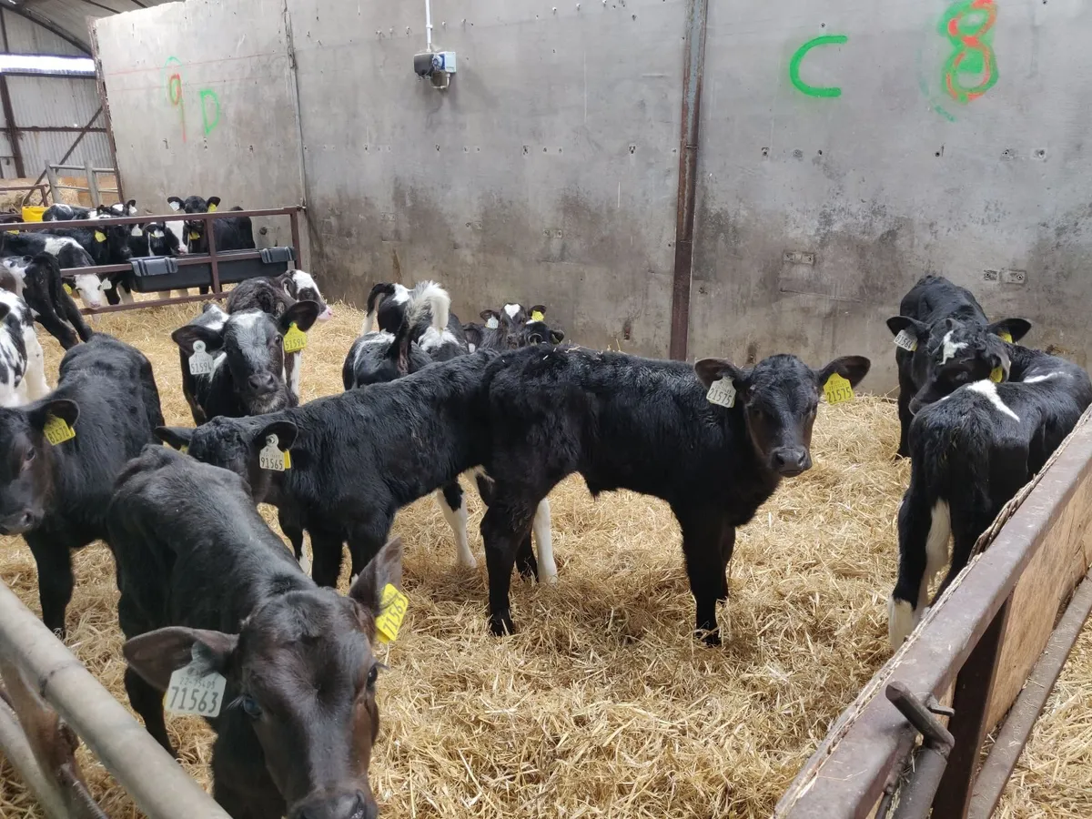 TB restricted calves bbx hex frx bull - Image 2