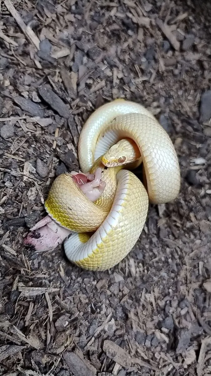 Corn snake - Image 2