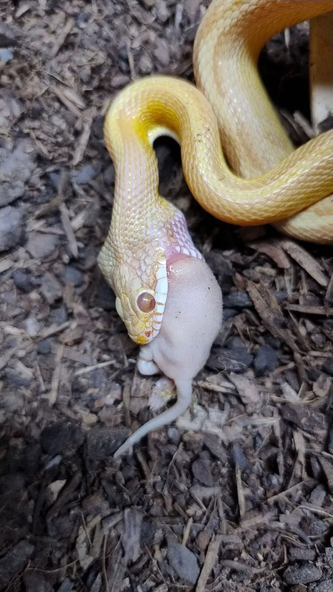 Corn snake - Image 3