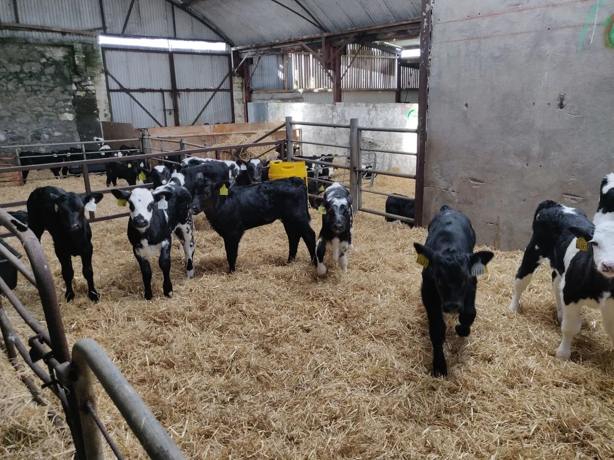 TB restricted calves bbx hex frx bull - Image 3