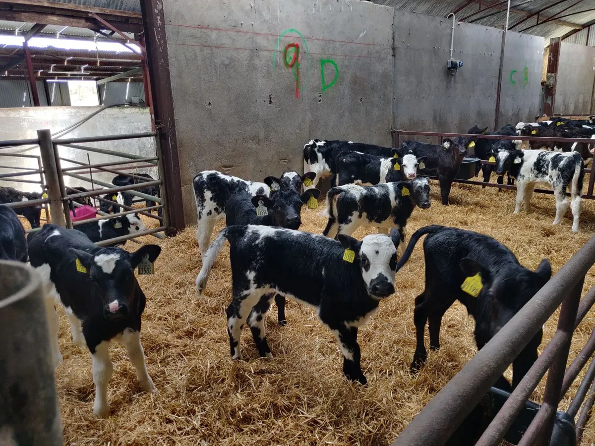 TB restricted calves bbx hex frx bull - Image 4