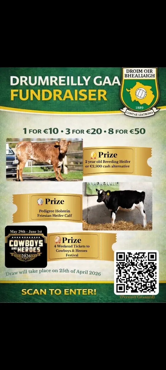 Roan breeding heifer - Image 1