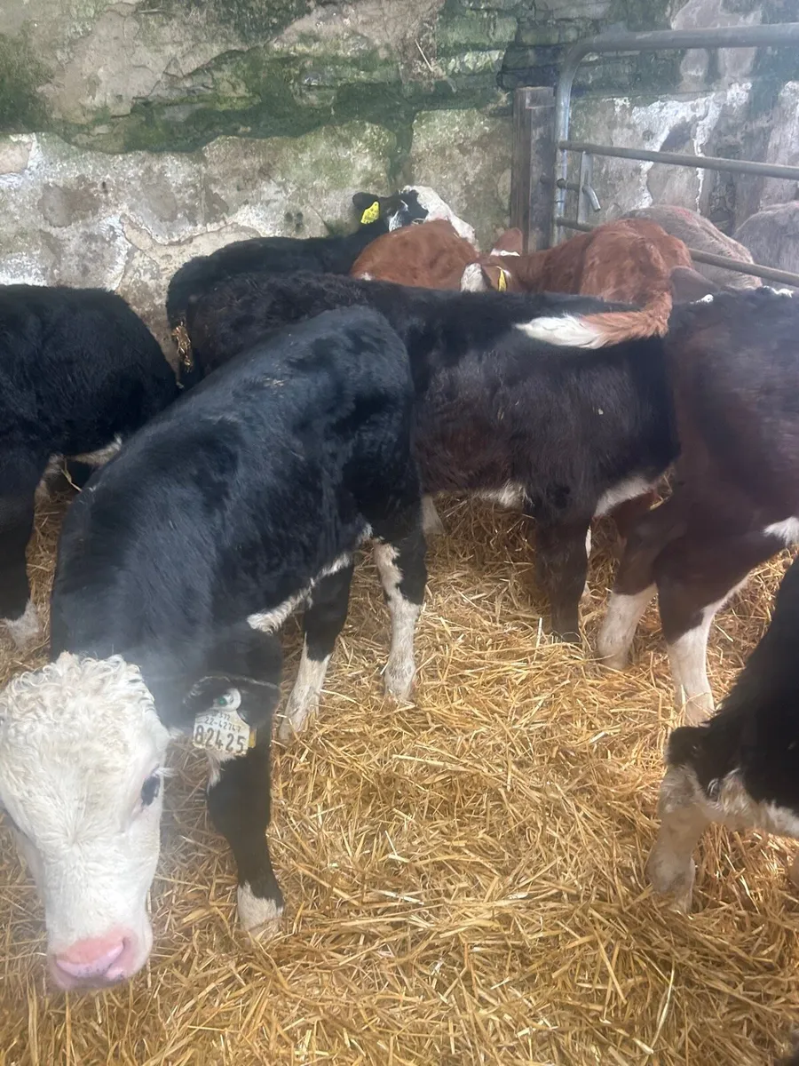 10 Strong whitehead bull calves 6weeks no moves - Image 3