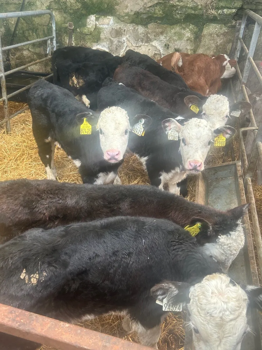 10 Strong whitehead bull calves 6weeks no moves - Image 1