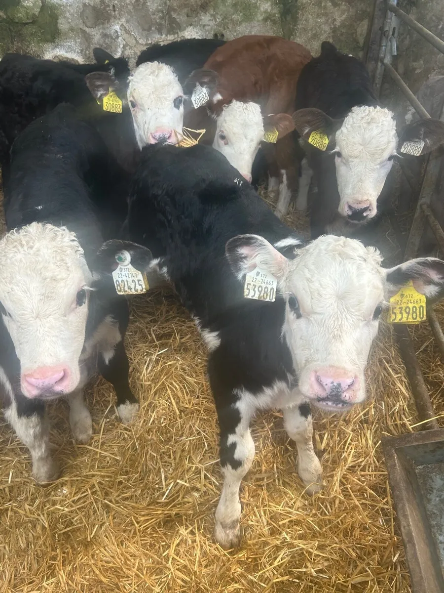 10 Strong whitehead bull calves 6weeks no moves - Image 2