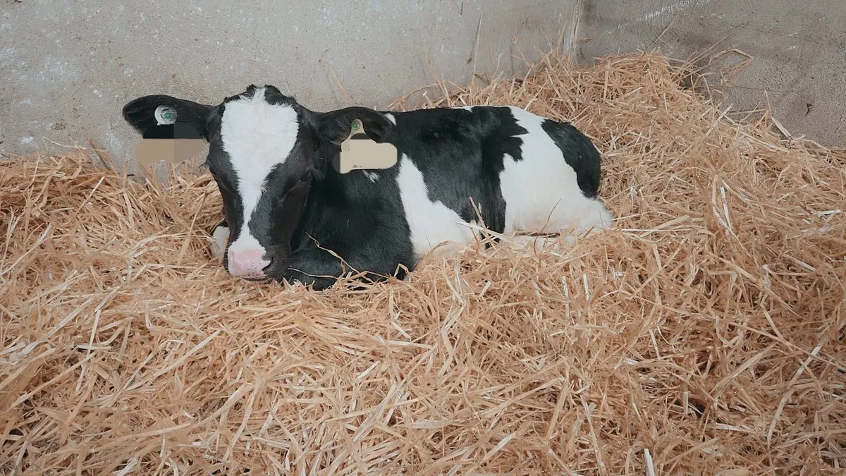 FR HEIFERS - Image 1