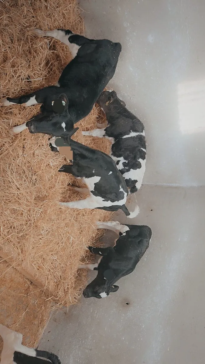 FR HEIFERS - Image 2