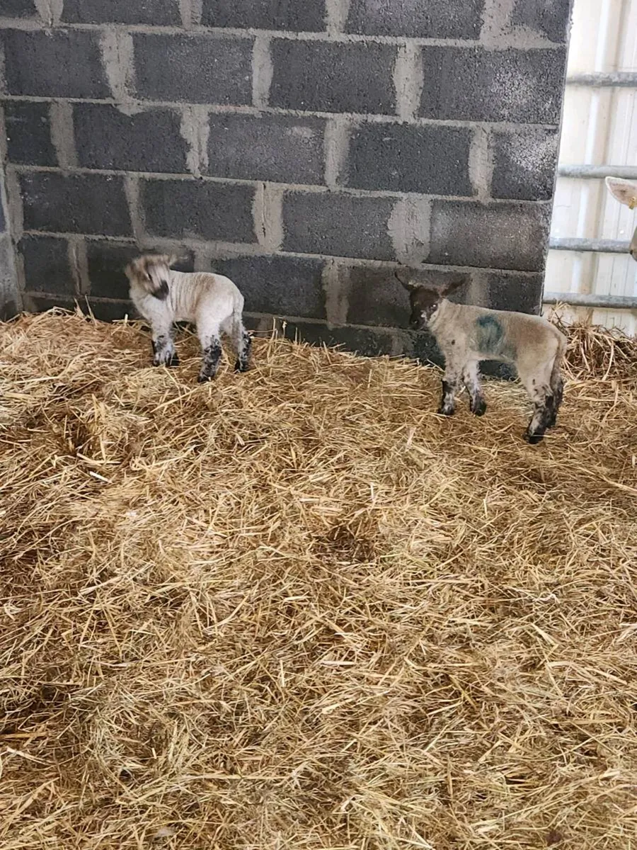Cheviot cross hogget with lambs - Image 2