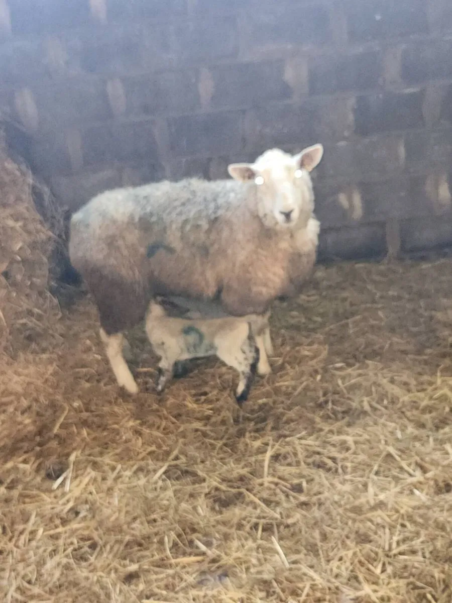 Cheviot cross hogget with lambs - Image 1