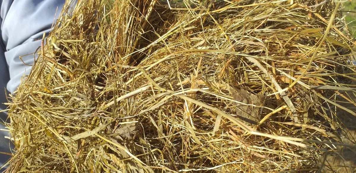Silage Bales - Image 3