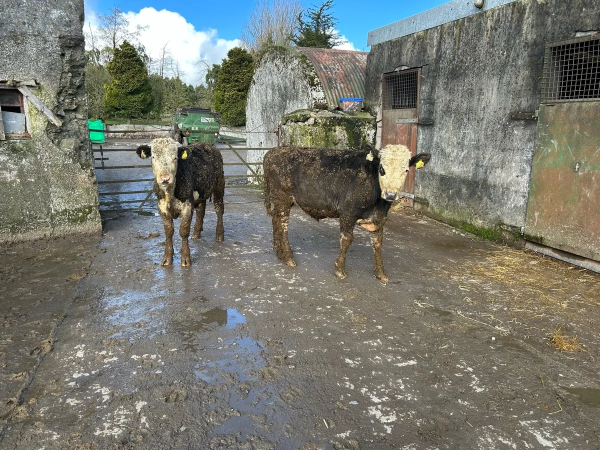 Hereford yearlings. - Image 2