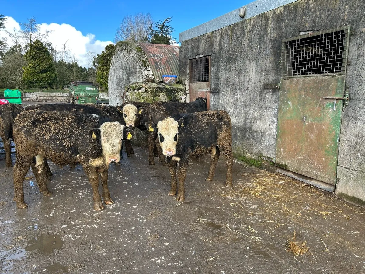Hereford yearlings. - Image 3