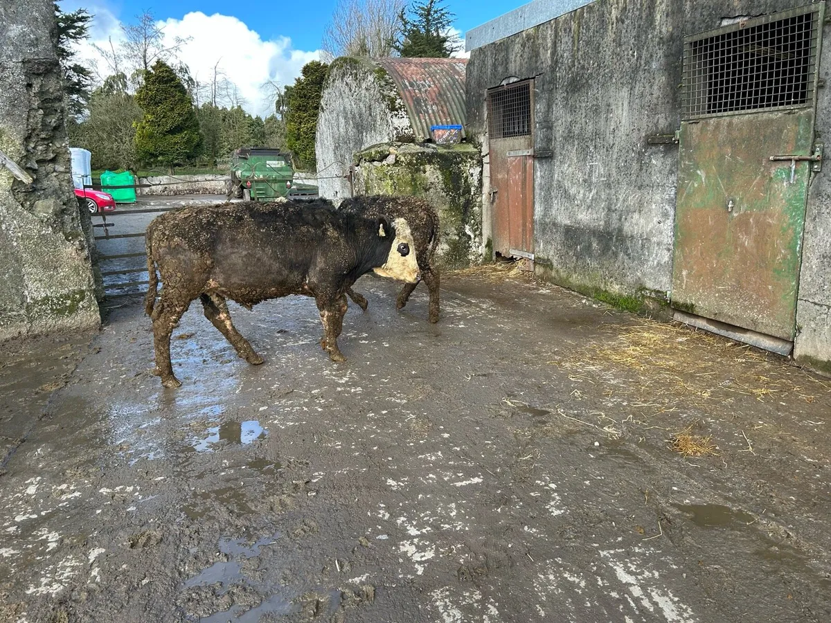 Hereford yearlings. - Image 4