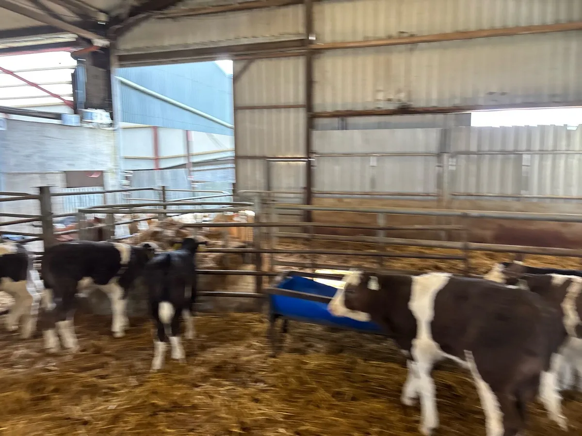 12 super continental reared bulls - Image 3