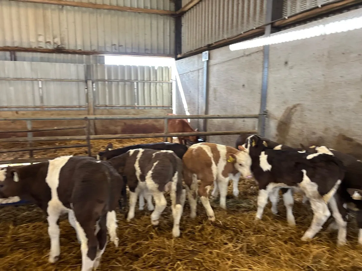 12 super continental reared bulls - Image 1