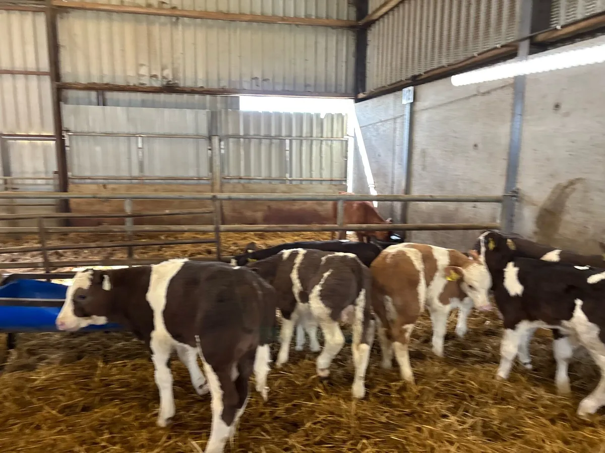 12 super continental reared bulls - Image 2