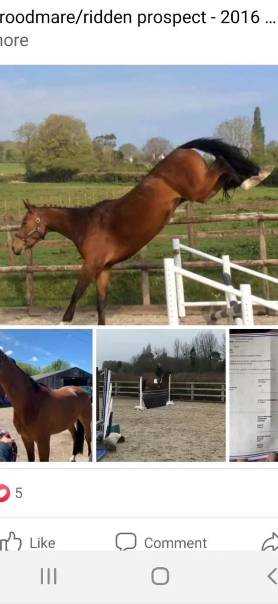 Top class showjumping bred broodmares for sale - Image 1