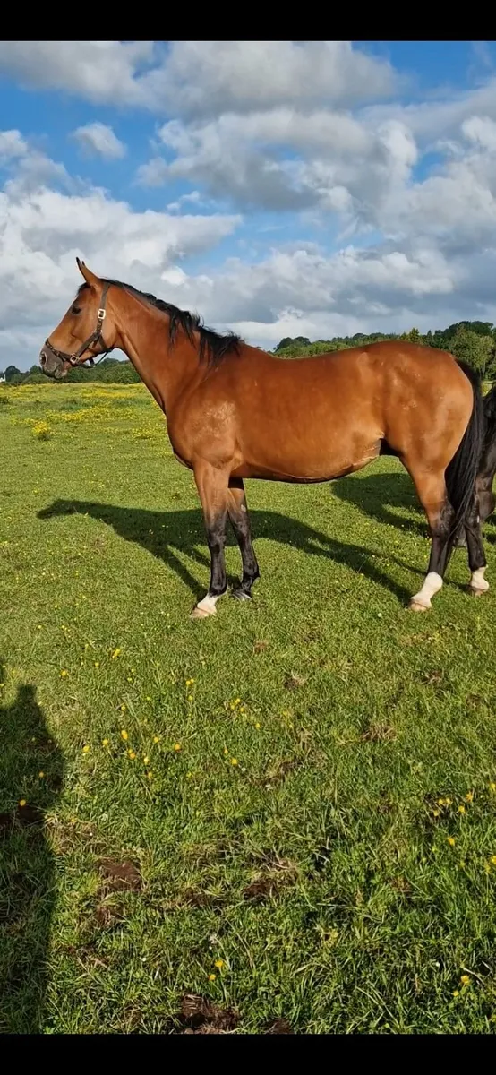 Top class showjumping bred broodmares for sale - Image 2