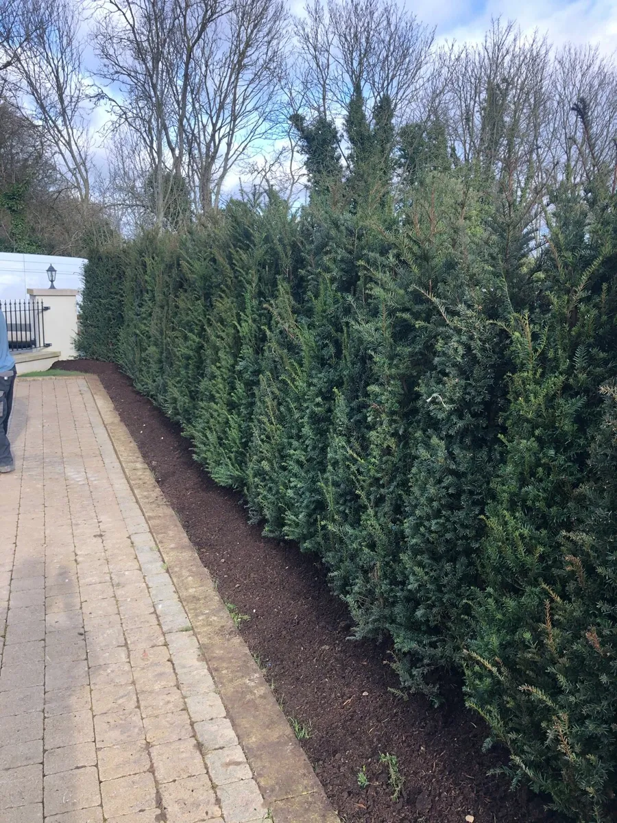 Yew Hedging