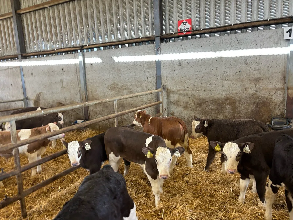 8 reared Simmental heifer’s - Image 1