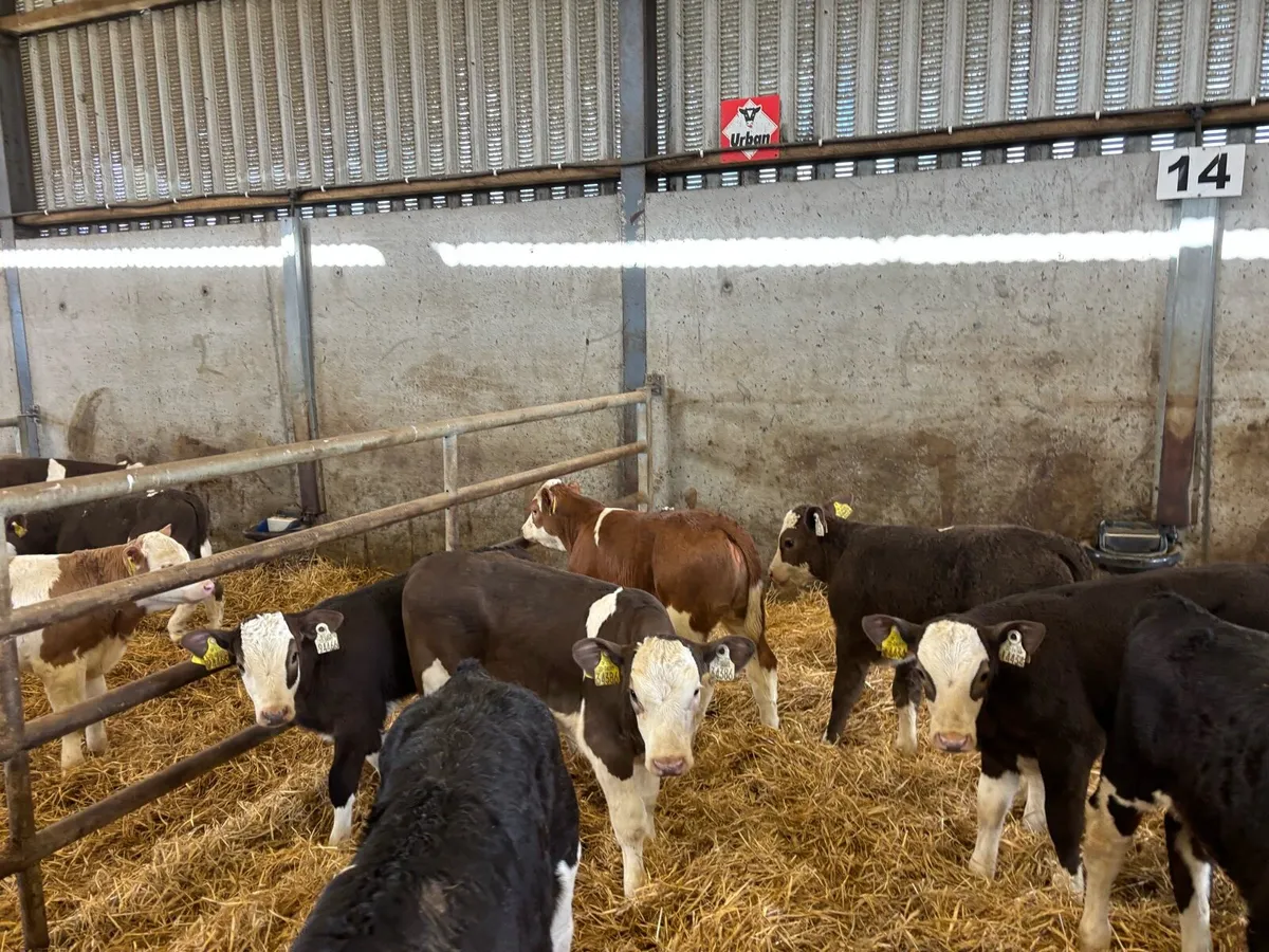8 reared Simmental heifer’s - Image 2