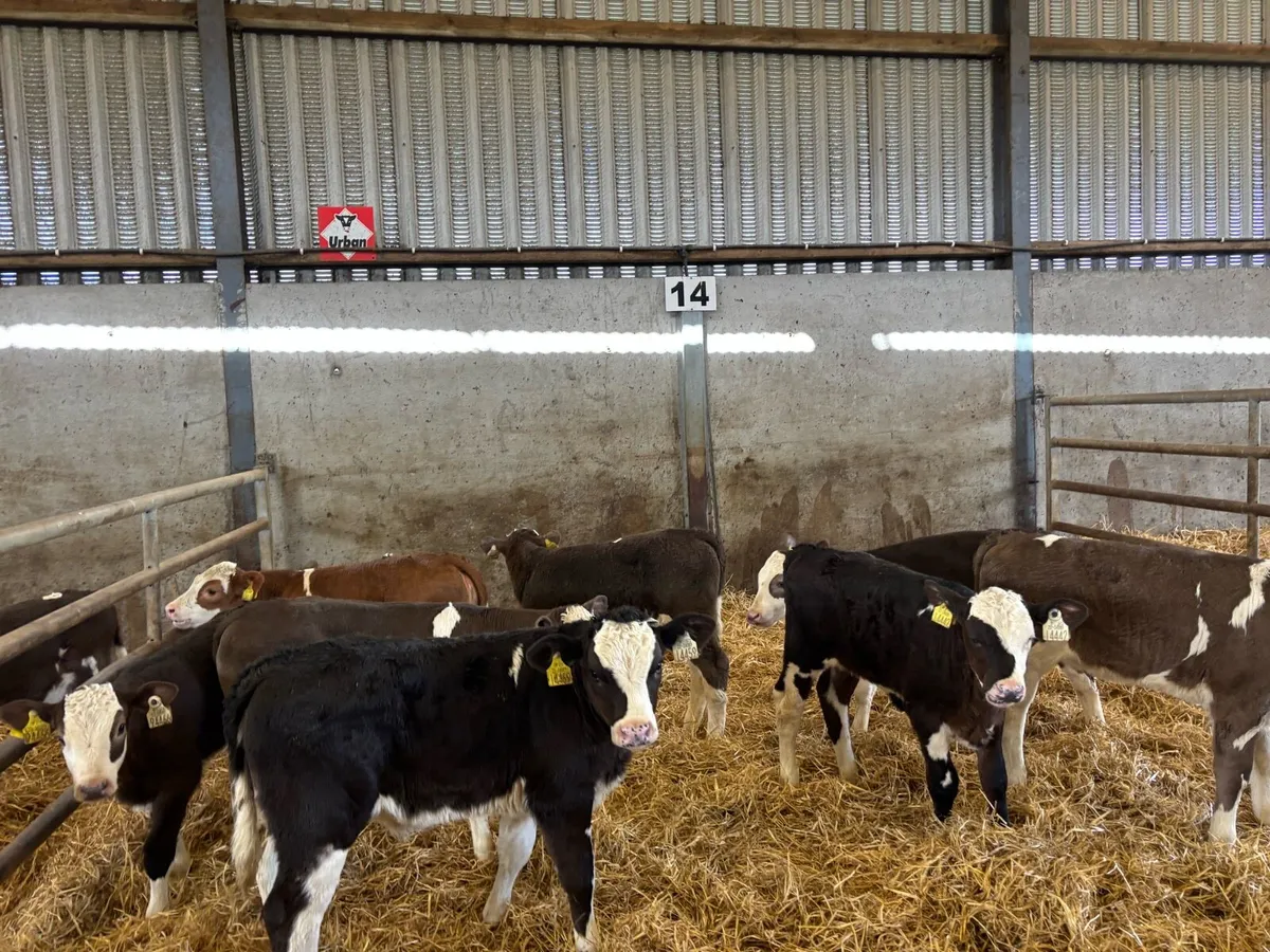 8 reared Simmental heifer’s - Image 3