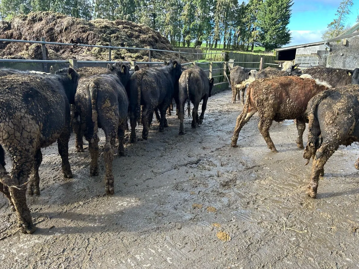 Hereford yearlings. - Image 1