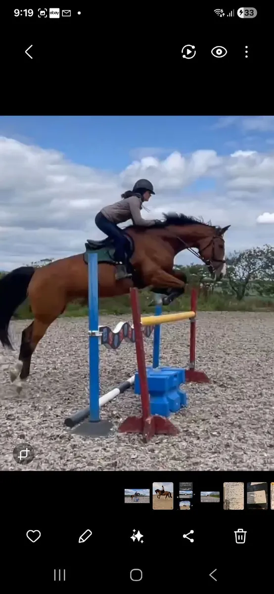 Top class showjumping bred broodmares for sale - Image 3