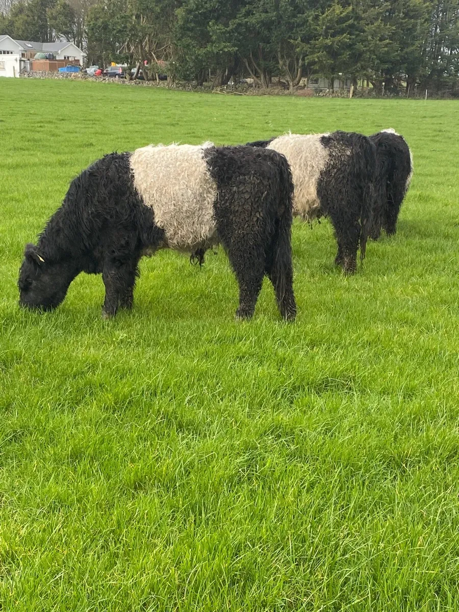 Belted Galloway Cattle - Image 1