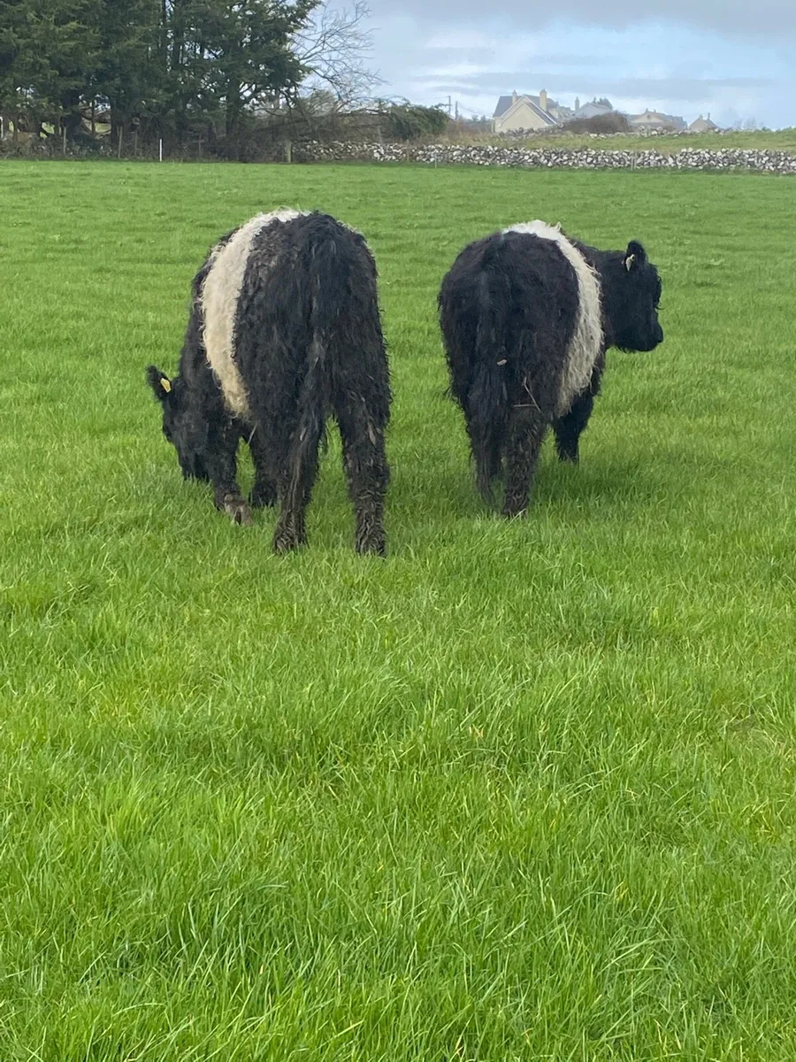 Belted Galloway Cattle - Image 3