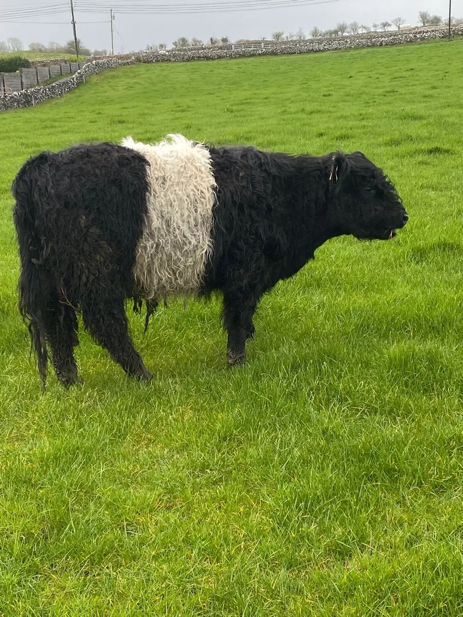 Belted Galloway Cattle - Image 4