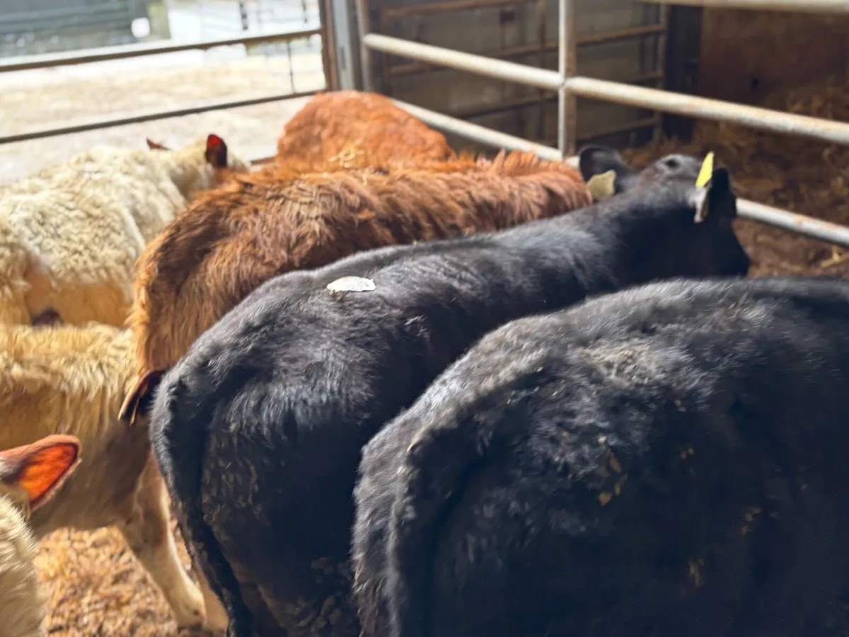 8 super continental bull weanlings - Image 2