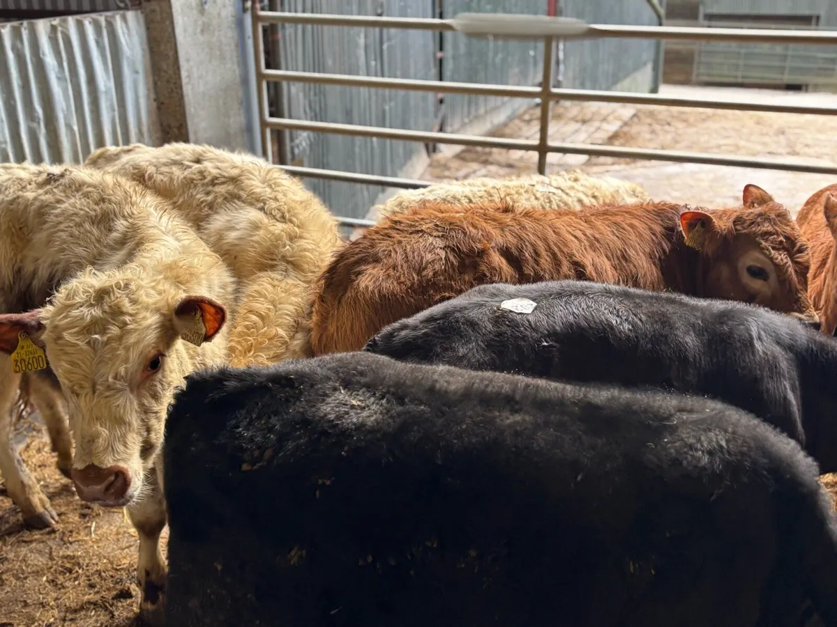 8 super continental bull weanlings - Image 3