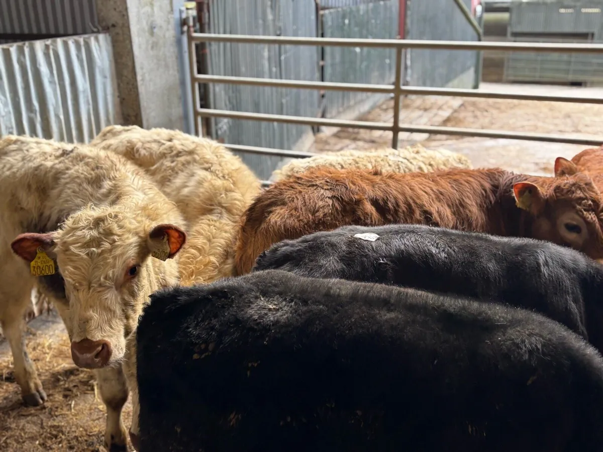 8 super continental bull weanlings - Image 4