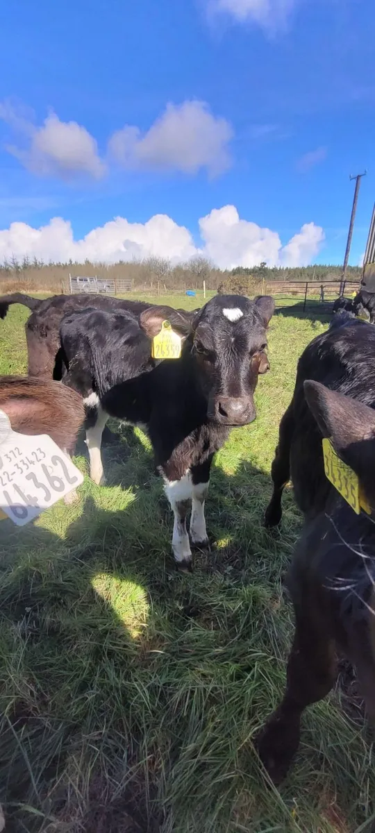 FRX Heifer calves - Image 2