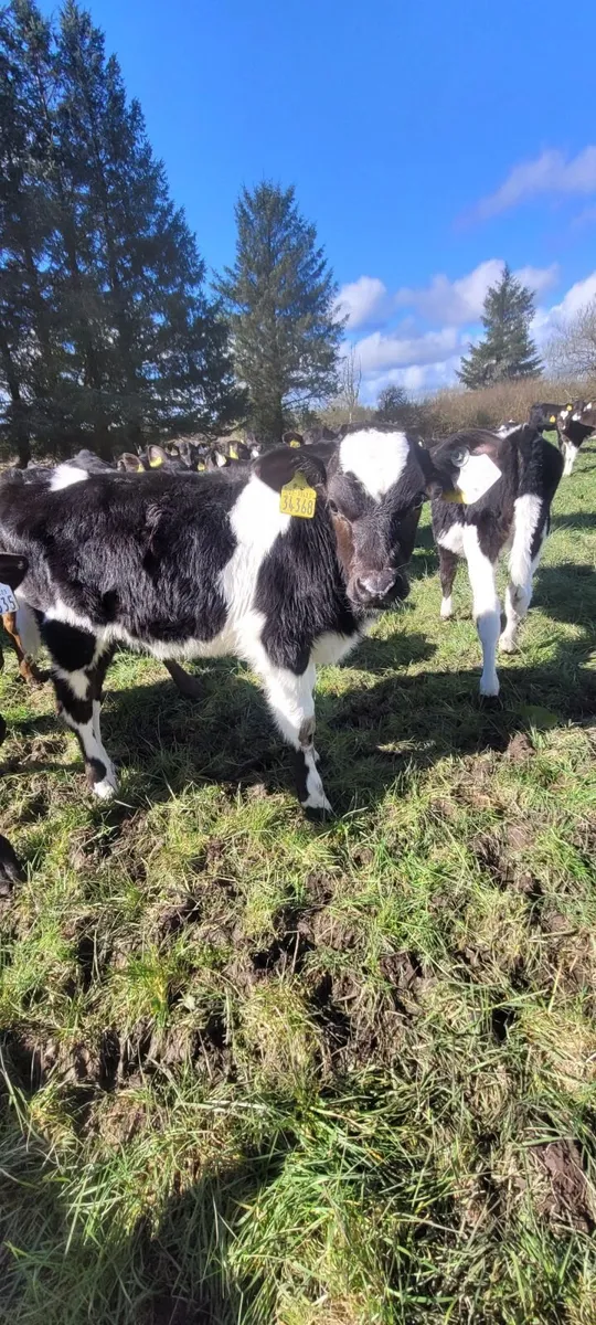 FRX Heifer calves - Image 3