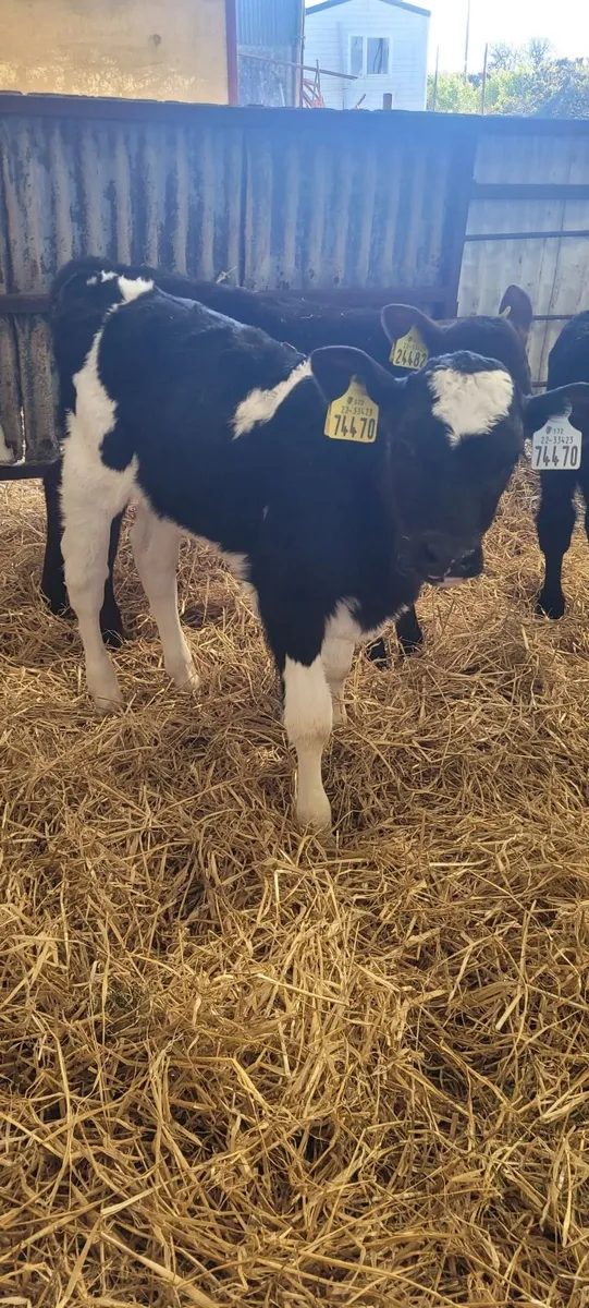 FRX Heifer calves - Image 1