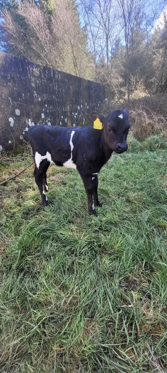 FRX Heifer calves - Image 4