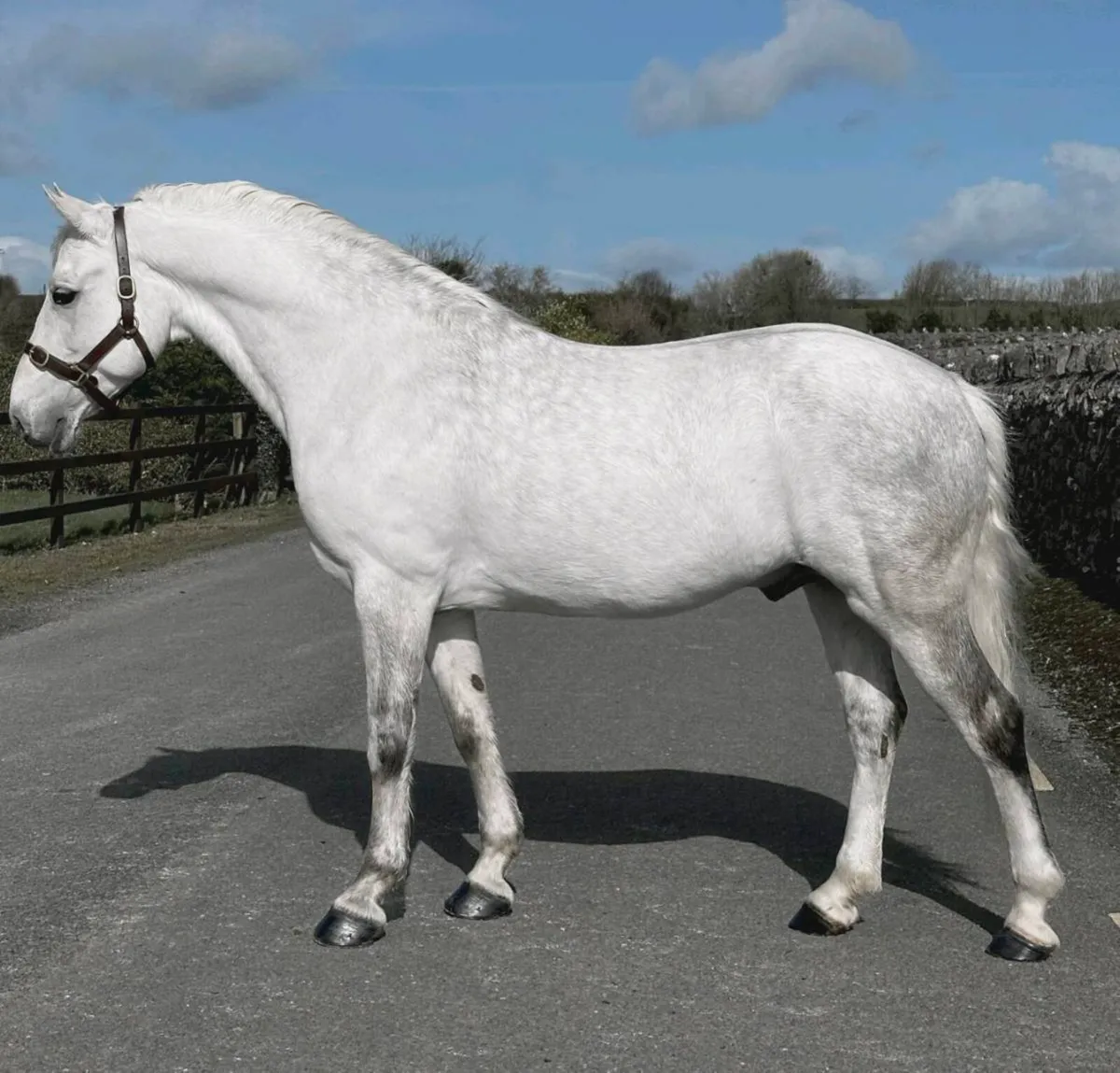 Connemara stallion at stud