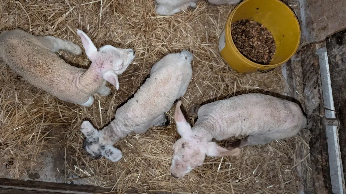 Pet Lambs