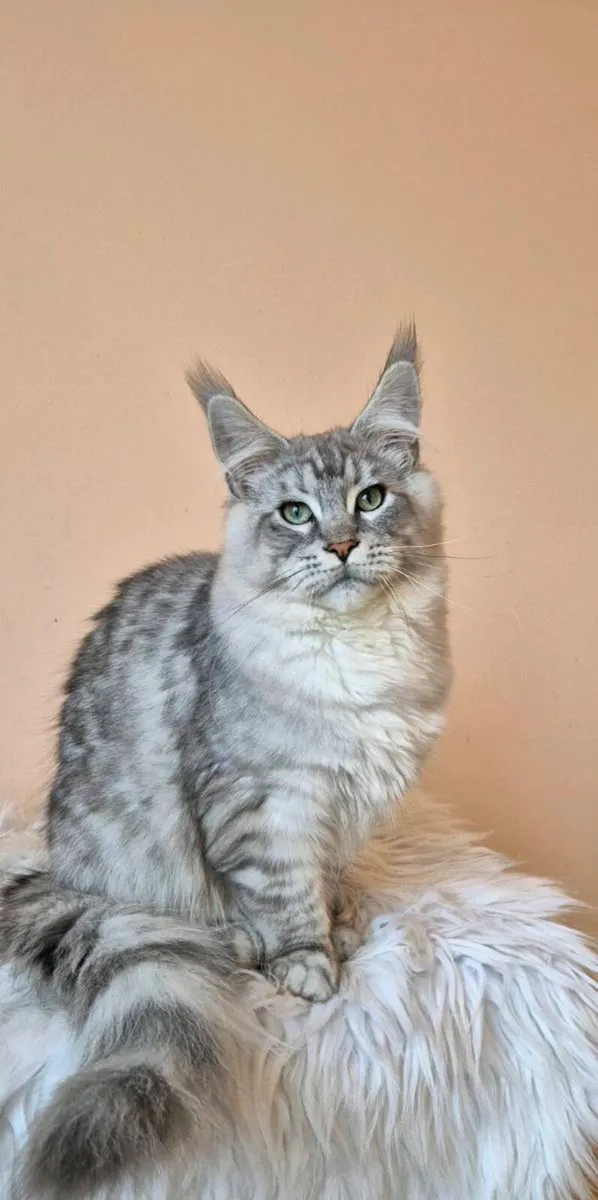 Maine Coon - Image 1