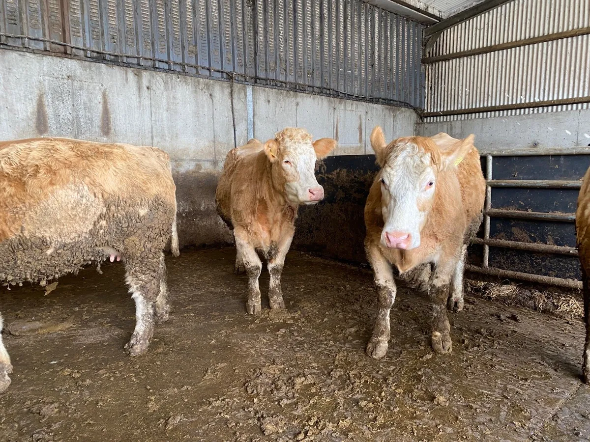 Springing heifers. EXPORT TESTED - Image 2