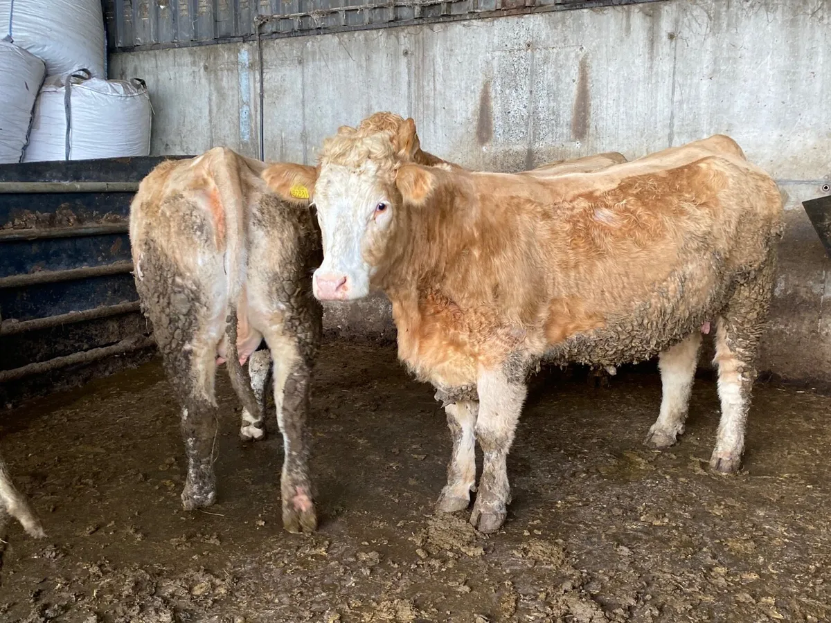 Springing heifers. EXPORT TESTED - Image 1
